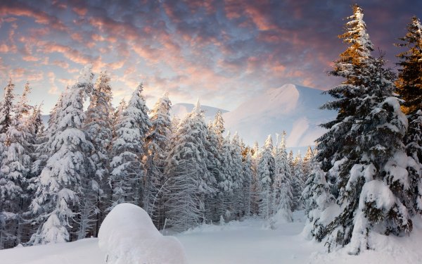 Earth Winter Forest Snow HD Wallpaper | Background Image