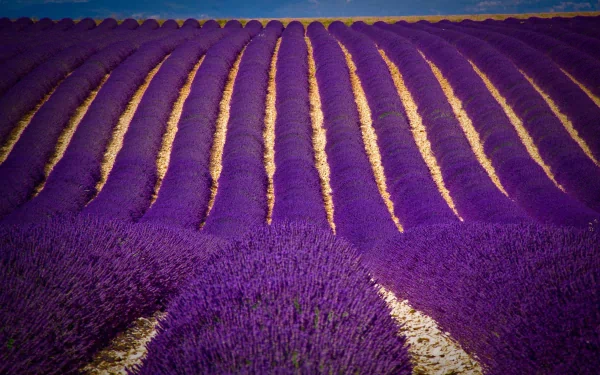 A scenic view of vibrant lavender fields, showcasing rich purple rows under a clear sky, creating a tranquil and picturesque nature backdrop for any desktop wallpaper.