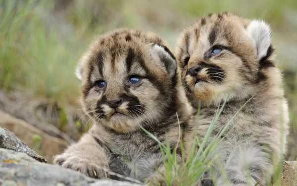 HD PC desktop wallpaper of two cougar cubs nestled in grass, soft fur and blue eyes in a close-up wildlife animal scene.