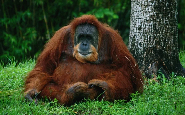ape Animal Orangutan HD Desktop Wallpaper | Background Image