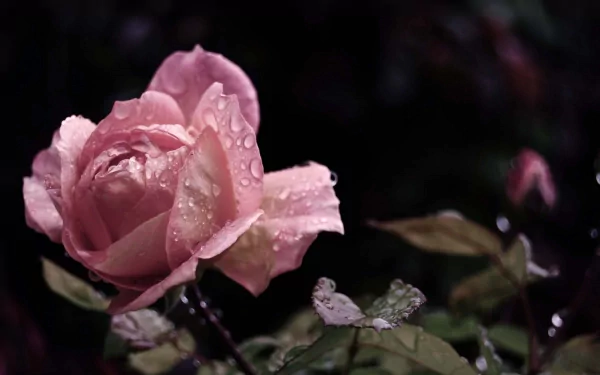 Close-up of a pink rose with water droplets against a dark background, captured in stunning 4K Ultra HD for PC desktop wallpaper and background use.