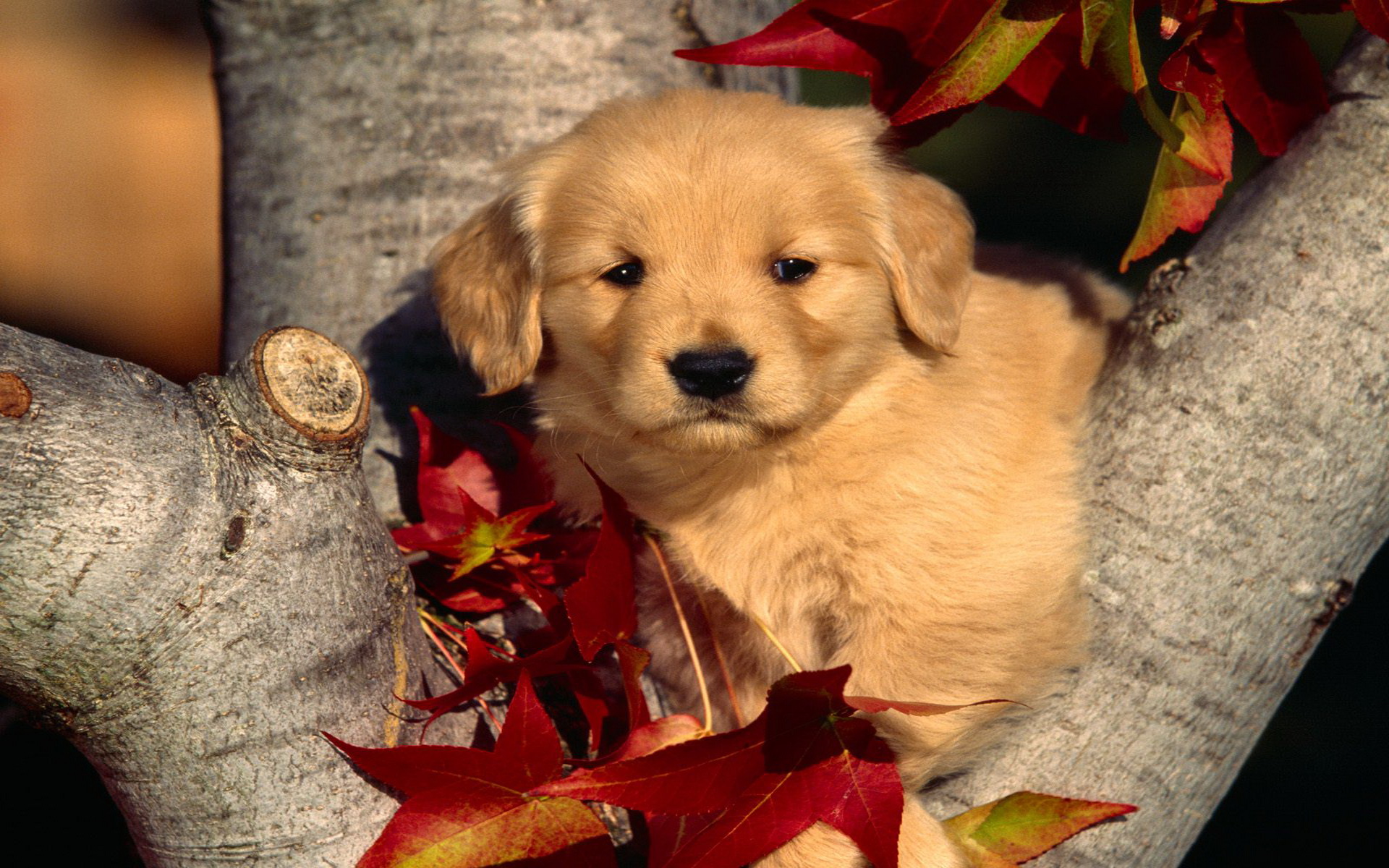 Animal Puppy HD Wallpaper | Background Image