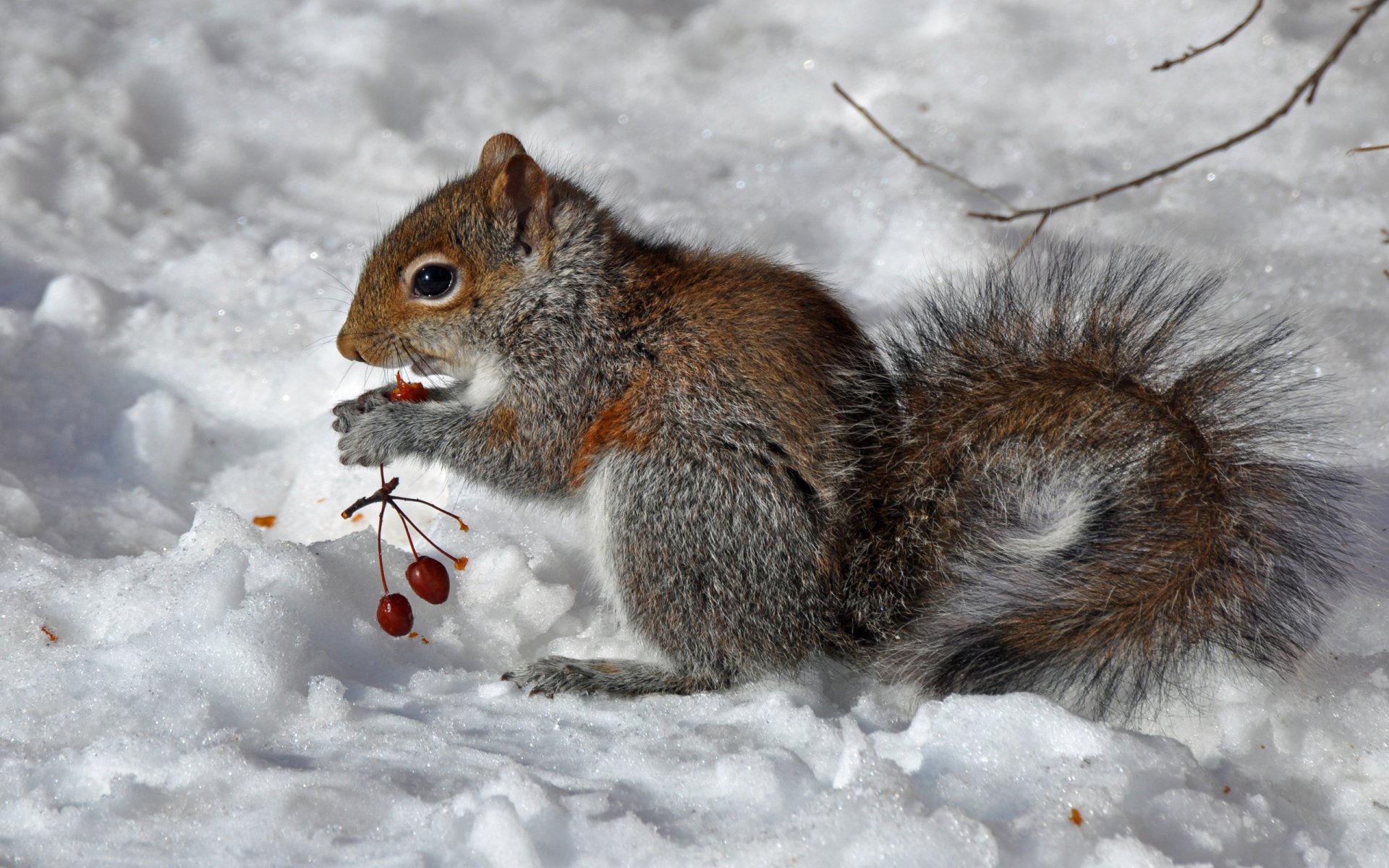 HD desktop wallpaper featuring a squirrel in the snow holding red berries, highlighting the animal in a crisp winter setting.