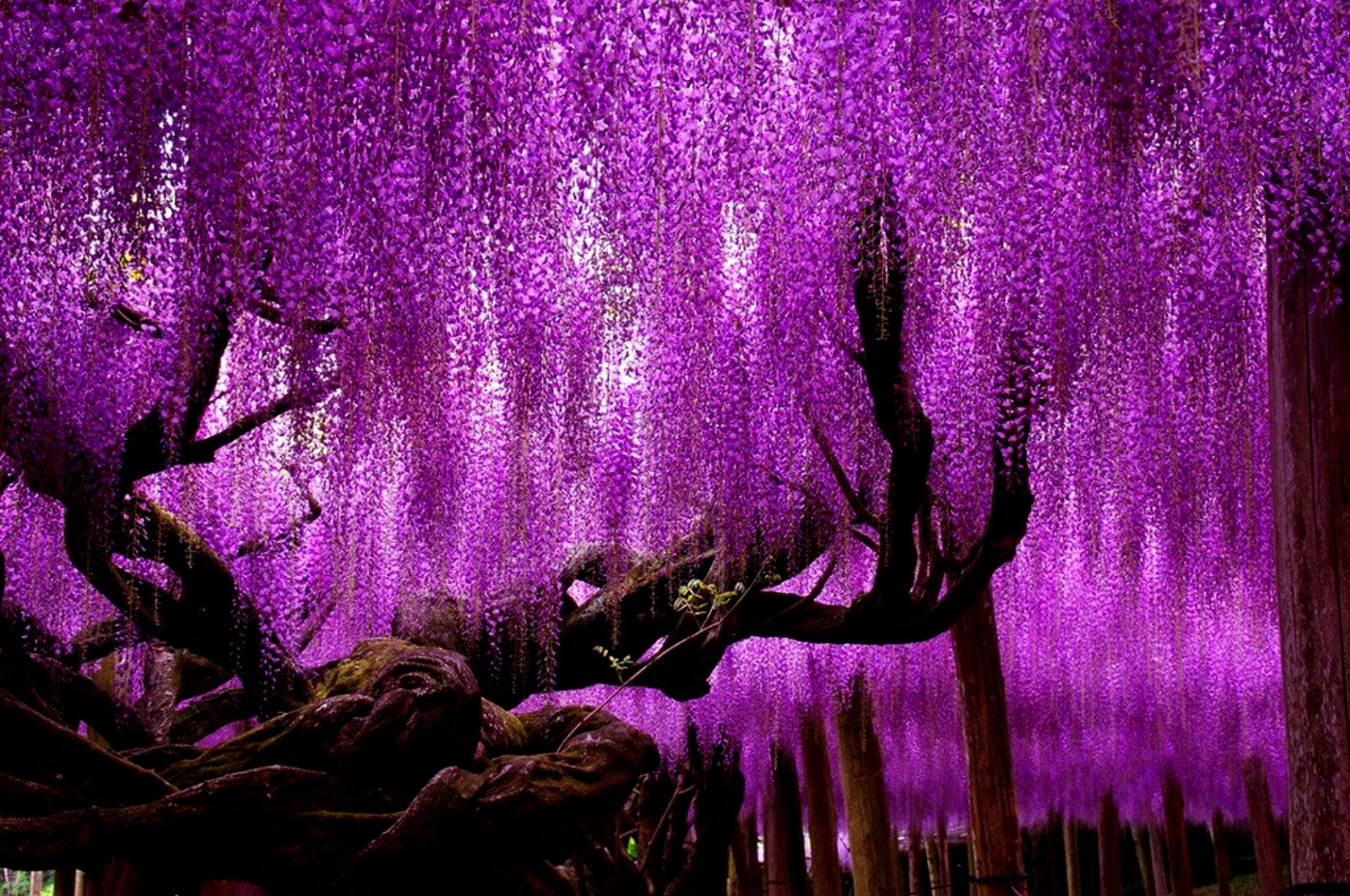 A vibrant scene of cascading purple wisteria flowers draping from a tree, creating a stunning natural backdrop. This HD desktop wallpaper captures the beauty of nature.