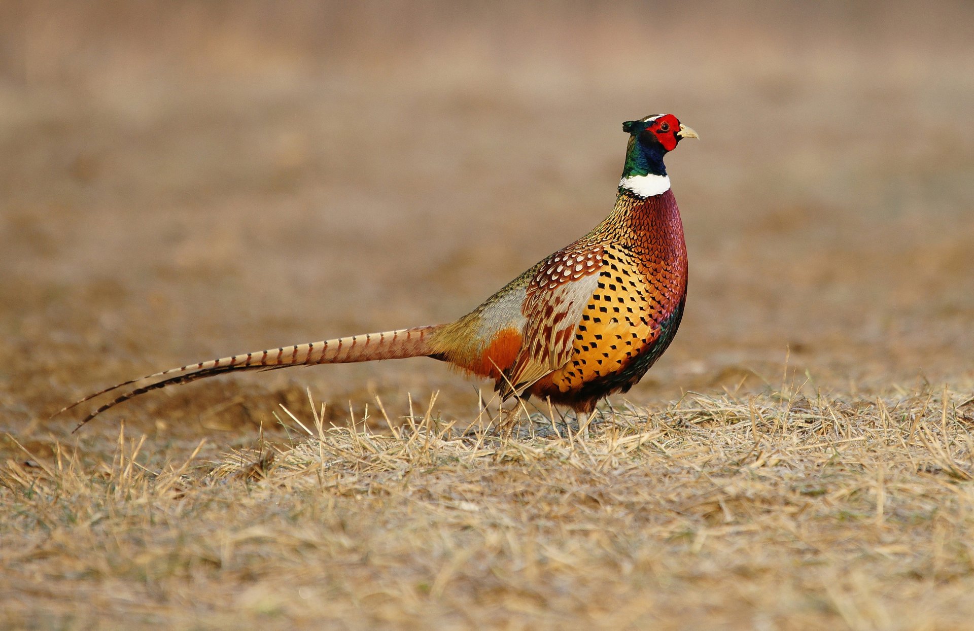 A vibrant pheasant standing on dry grass, captured in stunning detail as a 4K Ultra HD PC desktop wallpaper and background.