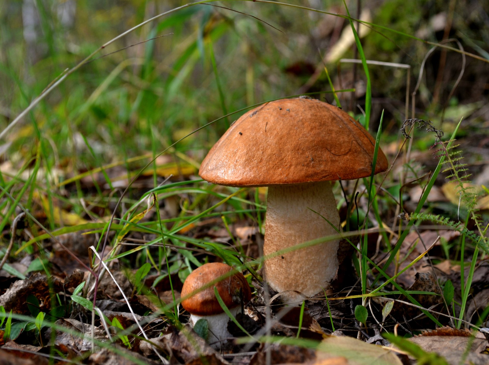 A detailed 4K Ultra HD nature wallpaper featuring a brown mushroom growing among grass and foliage on the forest floor.