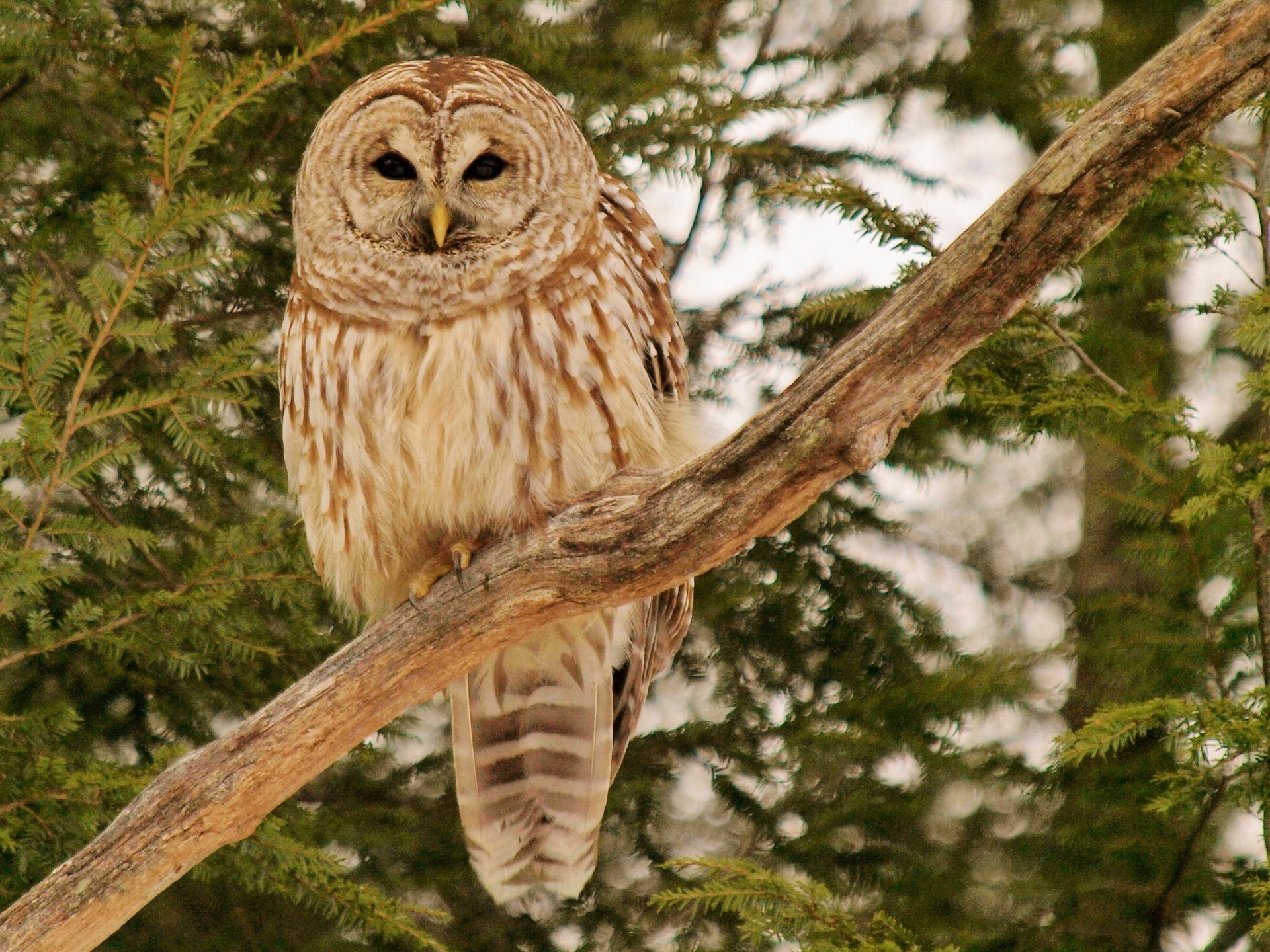 HD PC desktop wallpaper of a barred owl perched on a tree branch surrounded by green foliage.