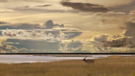 Kudu Animal HD Desktop Wallpaper | Background Image