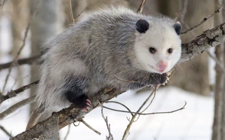 2K Quad HD PC desktop wallpaper and background showing an opossum (animal) perched on a snow-dusted tree branch, gray fur and white face against a blurred winter forest.