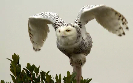 Snowy owl (animal) launching from a perch, wings outstretched — HD PC desktop wallpaper and background with crisp, majestic detail.