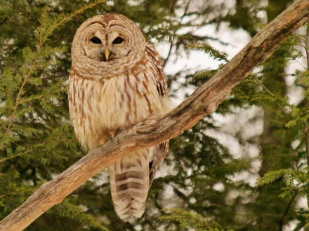 HD PC desktop wallpaper of a barred owl perched on a tree branch surrounded by green foliage.