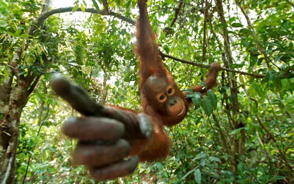 HD PC desktop wallpaper featuring a close-up of an orangutan reaching toward the camera in its lush green forest habitat.