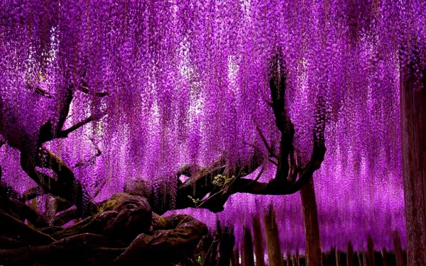 A vibrant scene of cascading purple wisteria flowers draping from a tree, creating a stunning natural backdrop. This HD desktop wallpaper captures the beauty of nature.
