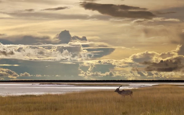 Kudu Animal HD Desktop Wallpaper | Background Image