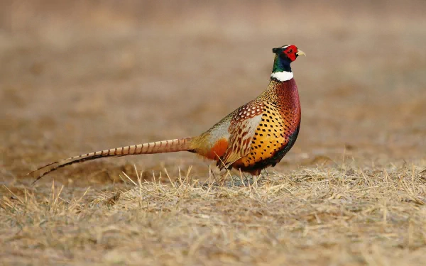 A vibrant pheasant standing on dry grass, captured in stunning detail as a 4K Ultra HD PC desktop wallpaper and background.