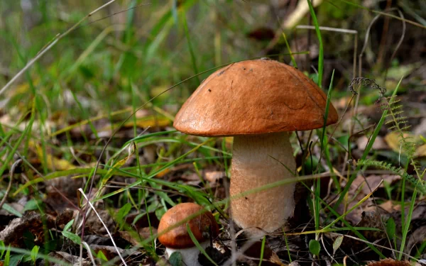 A detailed 4K Ultra HD nature wallpaper featuring a brown mushroom growing among grass and foliage on the forest floor.