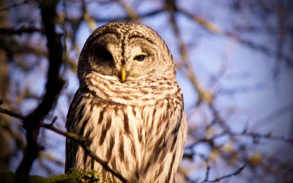 Animal barred owl HD Desktop Wallpaper | Background Image