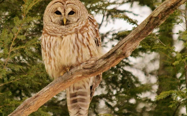Animal barred owl HD Desktop Wallpaper | Background Image