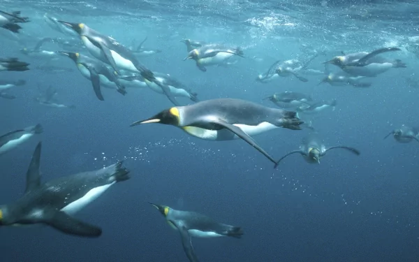 Animal emperor penguin HD Desktop Wallpaper | Background Image
