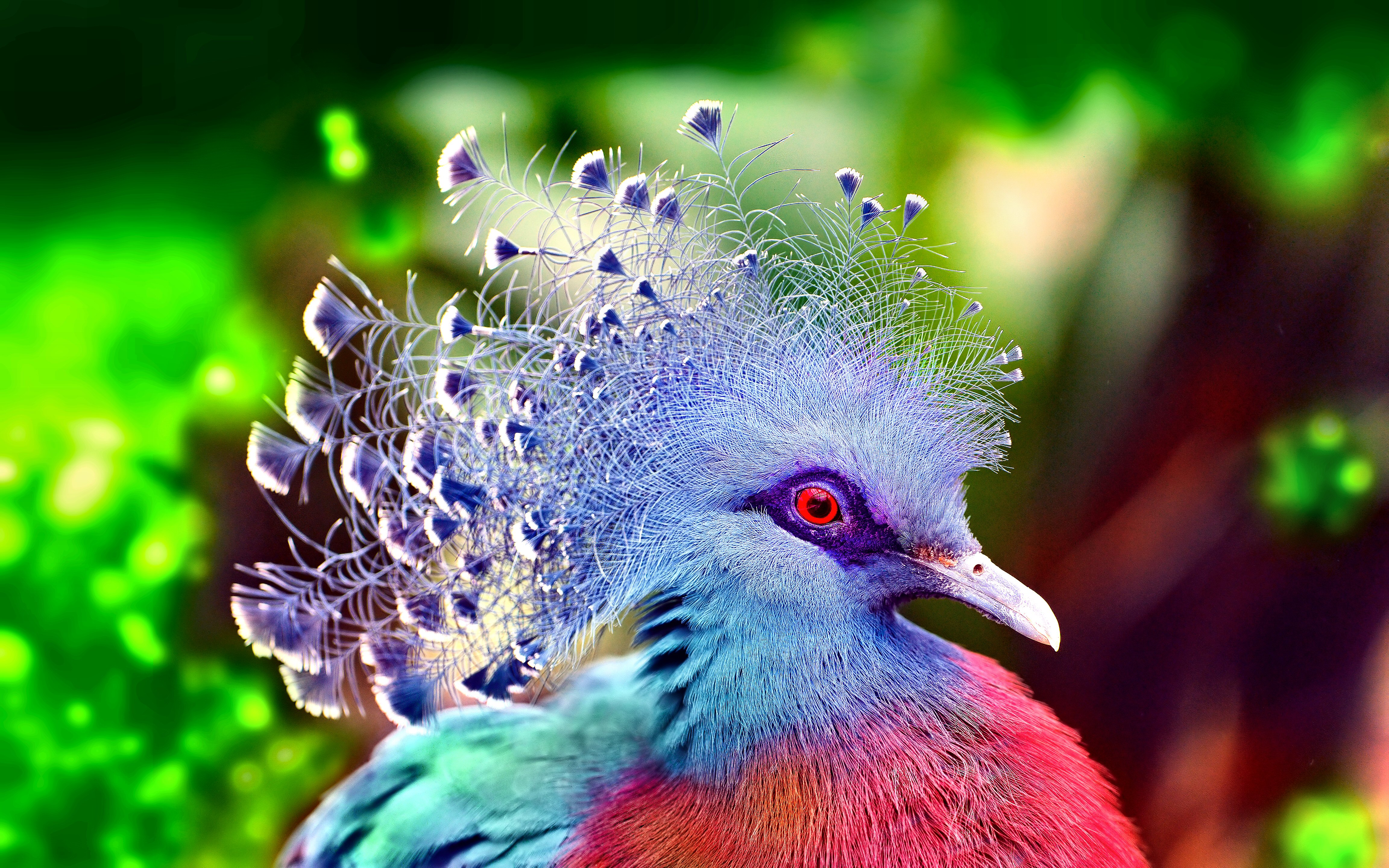 Animal Victoria Crowned Pigeon HD Wallpaper | Background Image