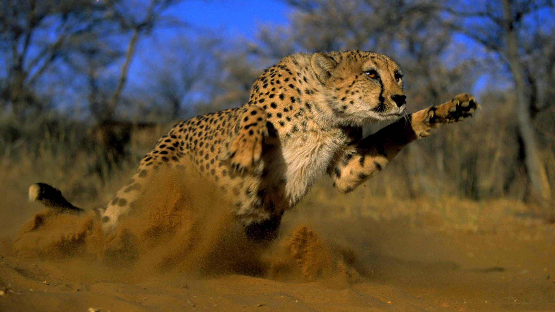 running cheetah wallpaper