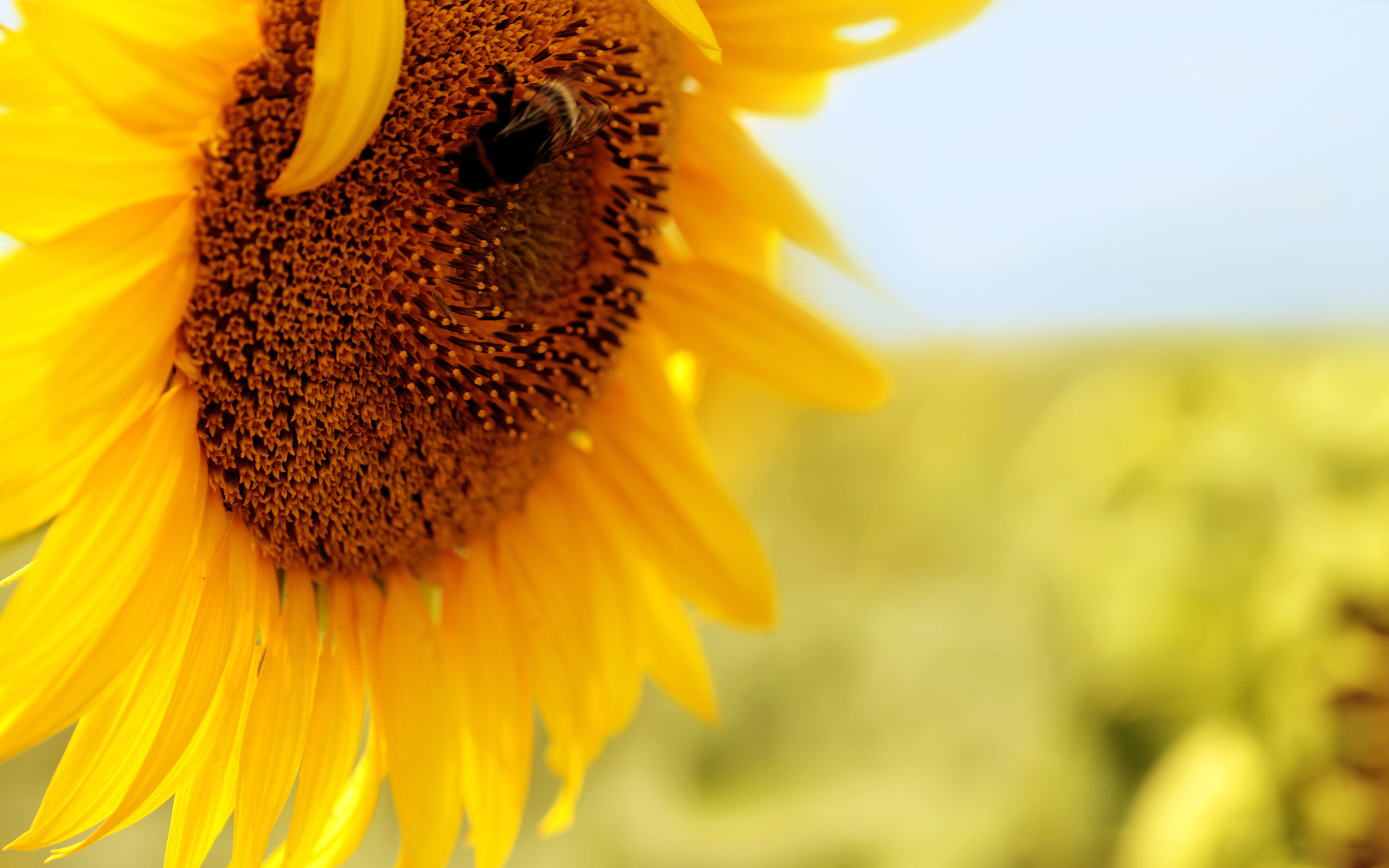 Sunflower HD Wallpaper | Background Image | 2560x1600 | ID:351466