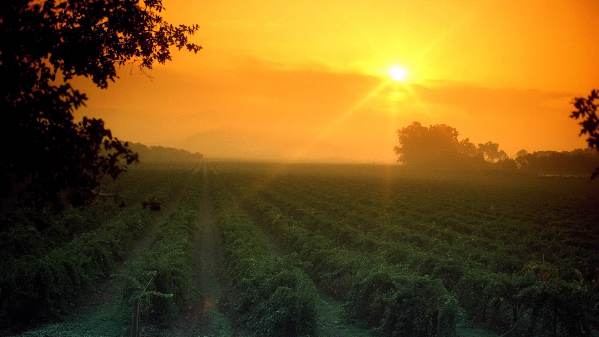 Download Nature Sunset HD Wallpaper