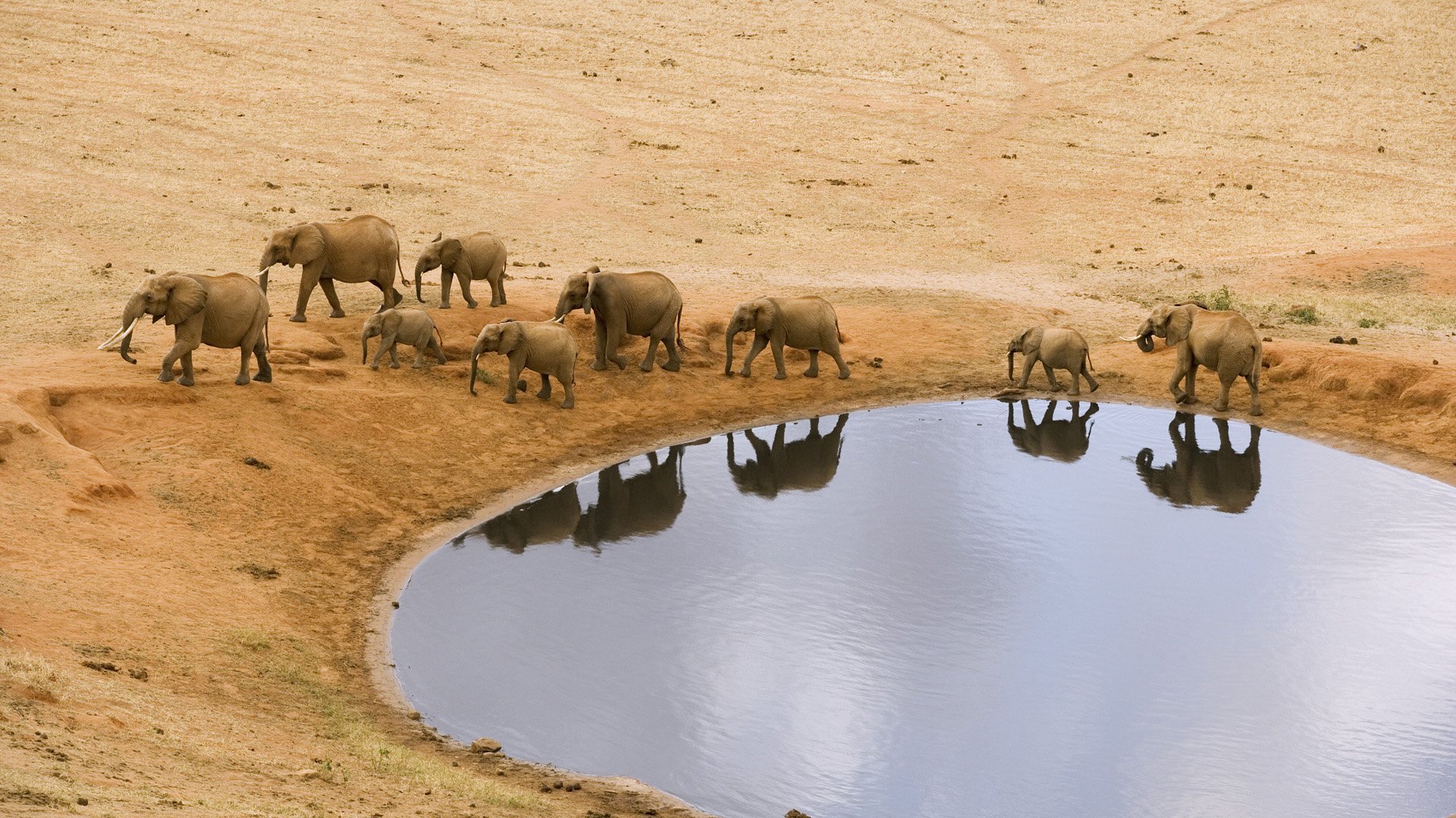 Download Animal African Bush Elephant HD Wallpaper