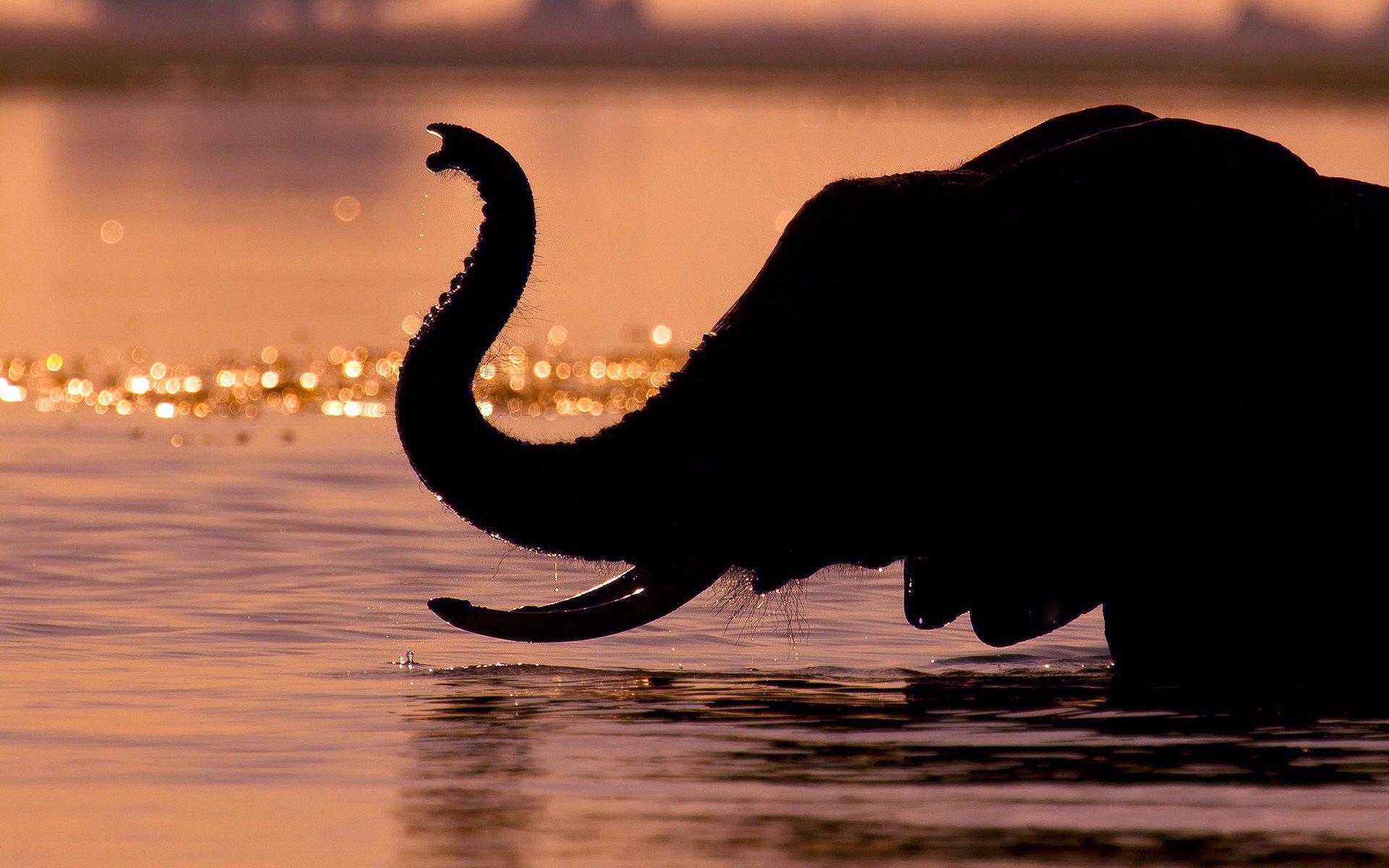 Silhouette of an African bush elephant with raised trunk wading in water at sunset, captured in HD for a striking PC desktop wallpaper and background.