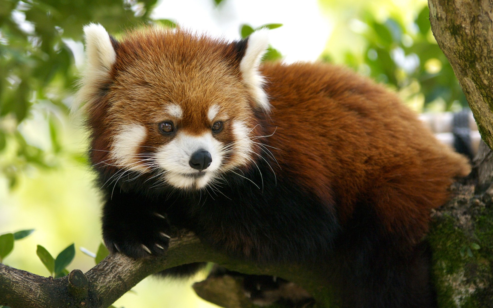 Милые животные виды. Тануки красная Панда. Енотовидная Панда. Красная Панда Меконг. Красная Панда эндемик.