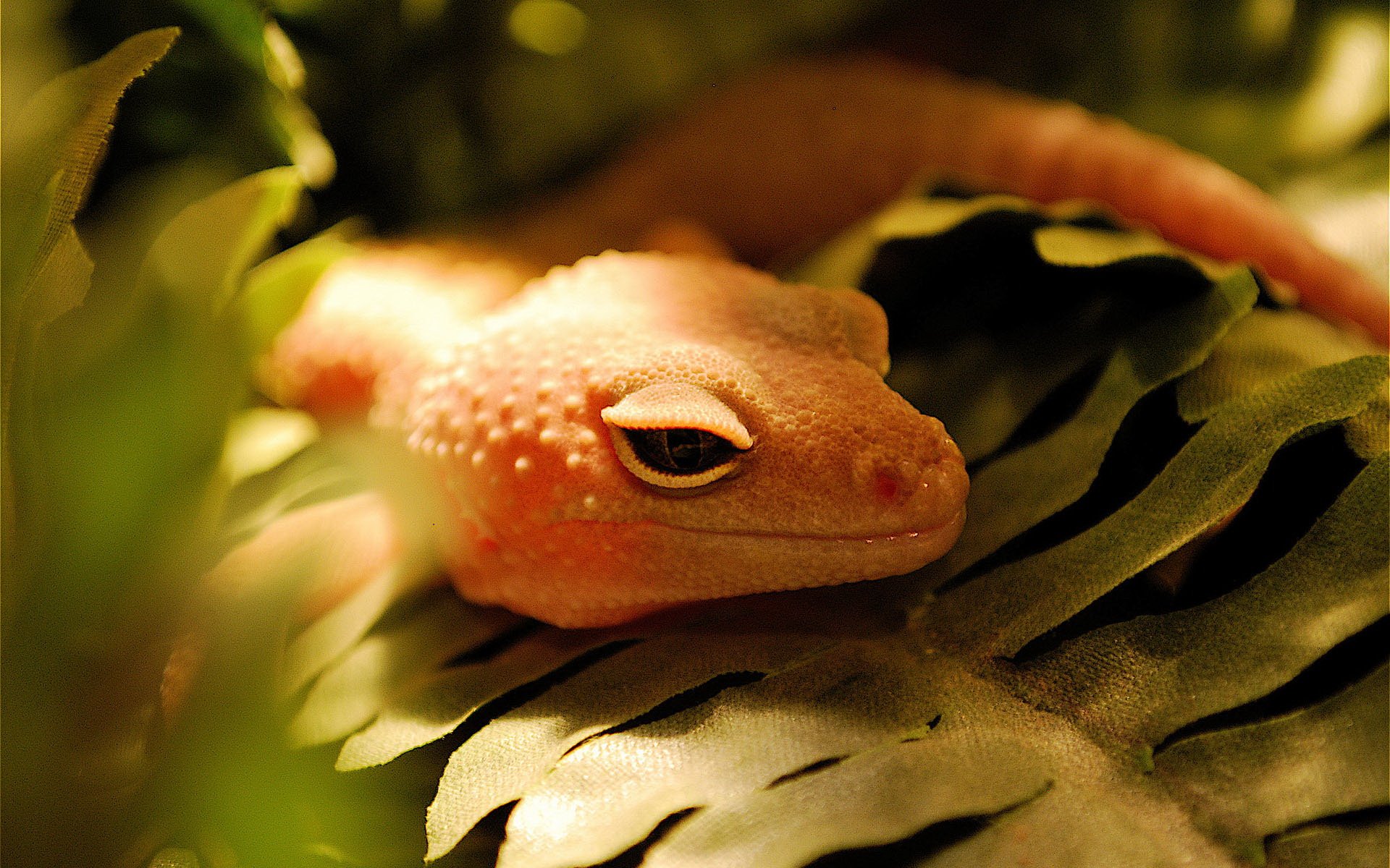 Gecko HD Wallpaper