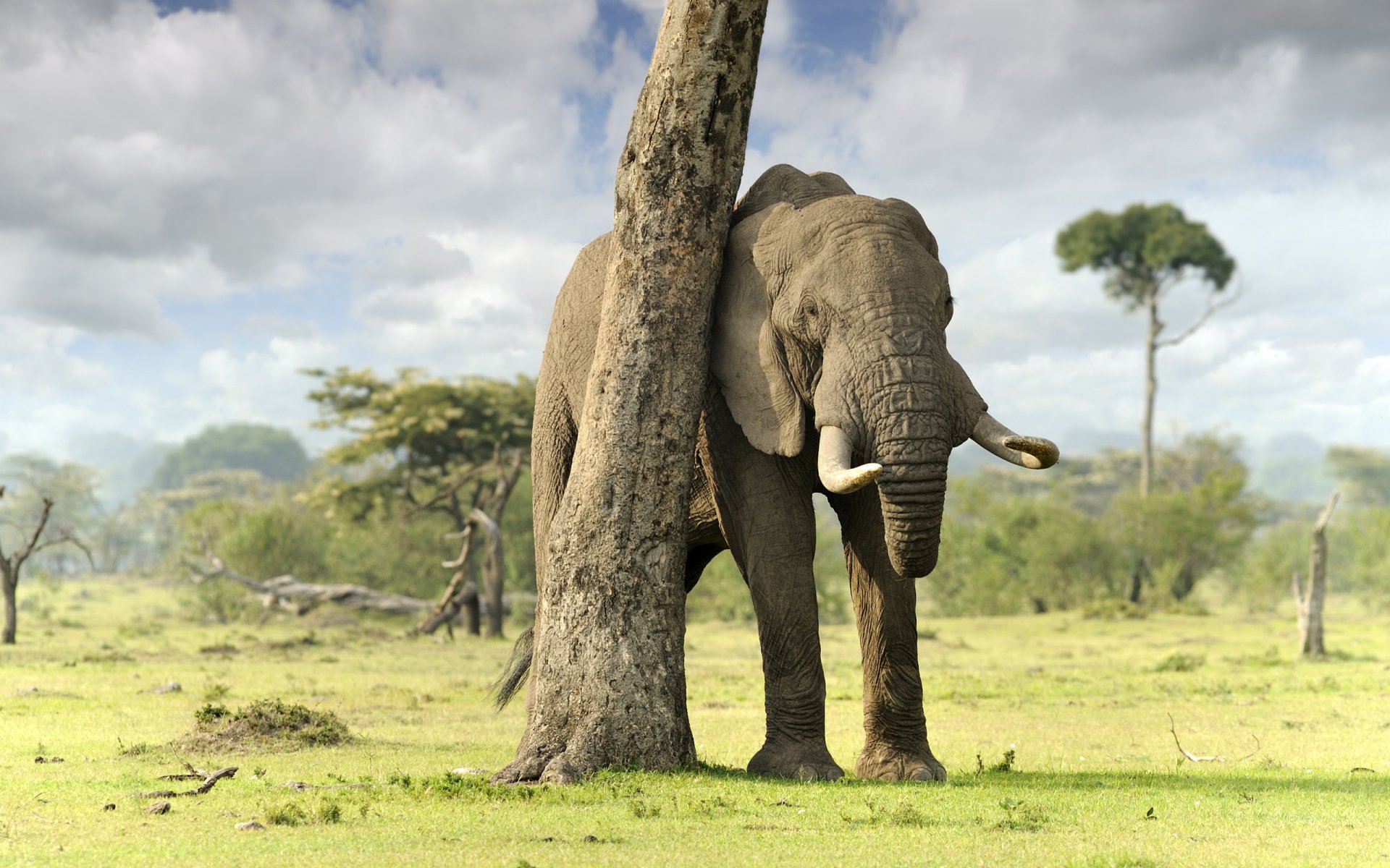 HD desktop wallpaper of an African bush elephant standing behind a tree in a grassy savanna under a cloudy sky.