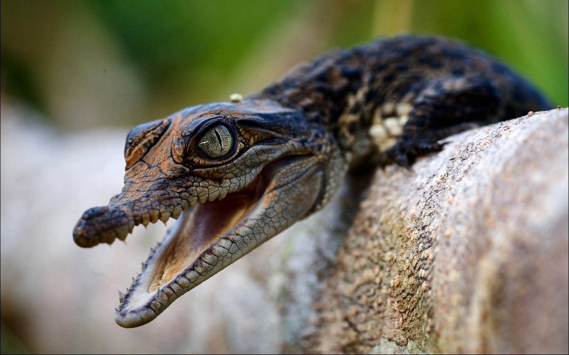 HD PC desktop wallpaper featuring a close-up of a young crocodile resting on a textured rock with a blurred green background.
