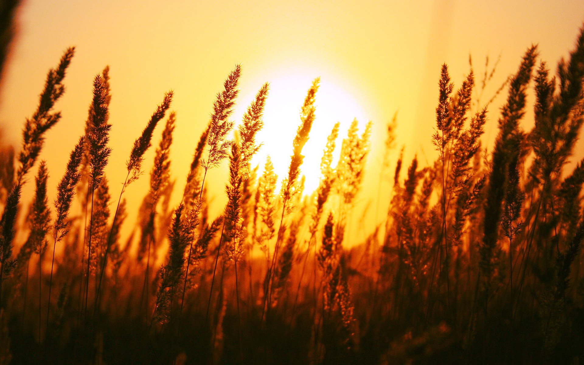 Download Nature Sunset HD Wallpaper
