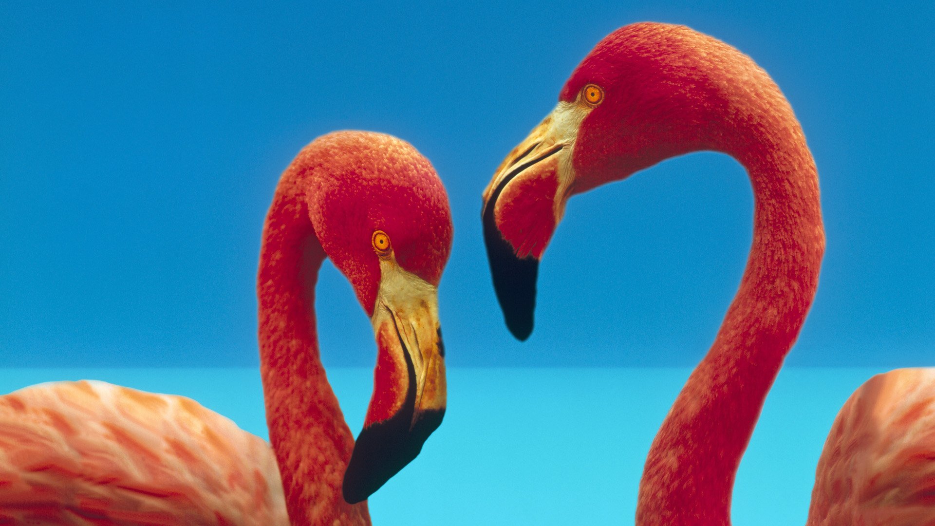 Flamingo Full HD Wallpaper and Background 1920x1080 ID351821