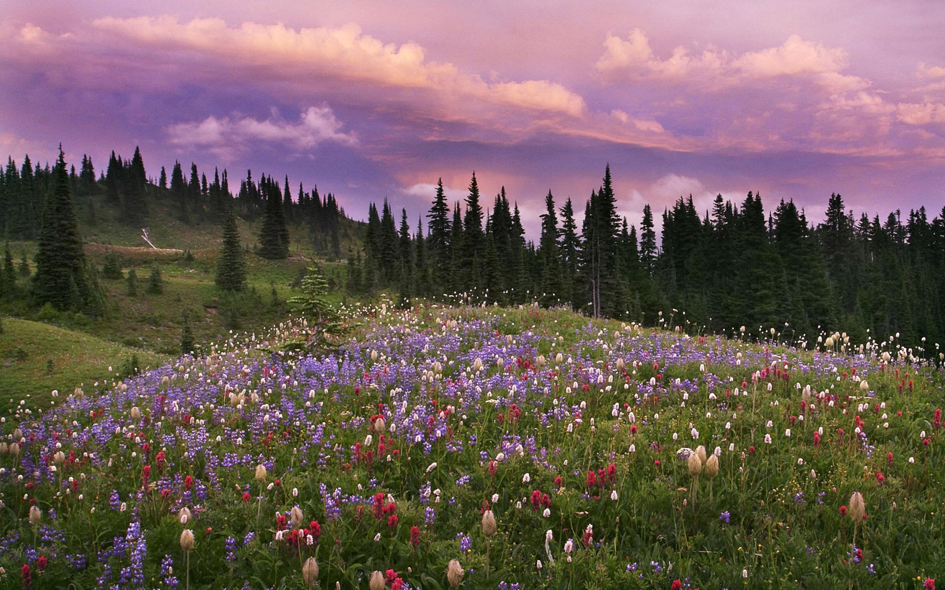 Download Nature Landscape HD Wallpaper