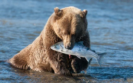 A grizzly bear stands in water, holding a freshly caught fish in its mouth, creating a stunning HD desktop wallpaper and background.
