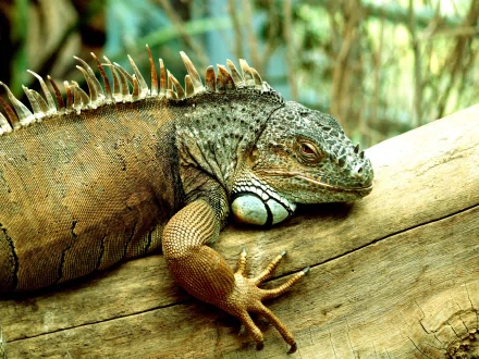 HD PC desktop wallpaper featuring a close-up of a resting iguana with textured skin and spiky crest on a natural wooden branch.