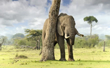 HD desktop wallpaper of an African bush elephant standing behind a tree in a grassy savanna under a cloudy sky.