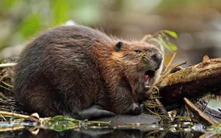 HD desktop wallpaper featuring a close-up of a beaver resting on a log near water in its natural environment.