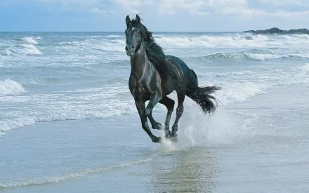 HD desktop wallpaper featuring a majestic black horse running along the shoreline, with waves crashing in the background under a blue sky.