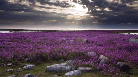 A breathtaking Alaskan landscape features a vibrant field of purple flowers, scattered rocks, and dramatic clouds overhead, creating a stunning nature backdrop.