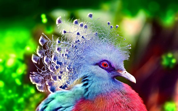 Animal Victoria Crowned Pigeon Birds Columbidae Bird Pigeon Colorful HD Wallpaper | Background Image