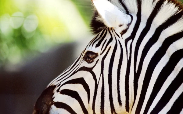 Animal zebra HD Desktop Wallpaper | Background Image