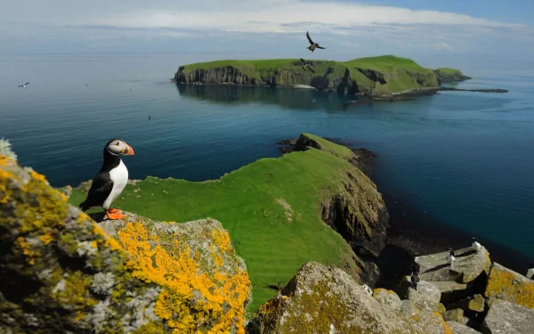 HD PC desktop wallpaper featuring a puffin perched on a moss-covered cliff overlooking a calm sea and distant green islands under a partly cloudy sky.
