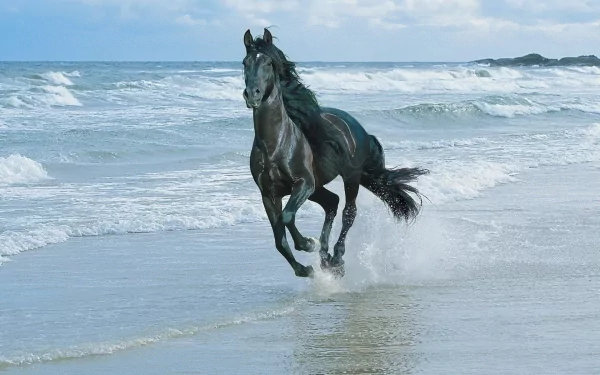 HD desktop wallpaper featuring a majestic black horse running along the shoreline, with waves crashing in the background under a blue sky.