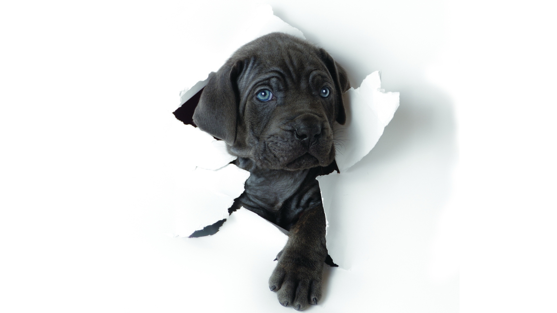 Animal Puppy HD Wallpaper | Background Image