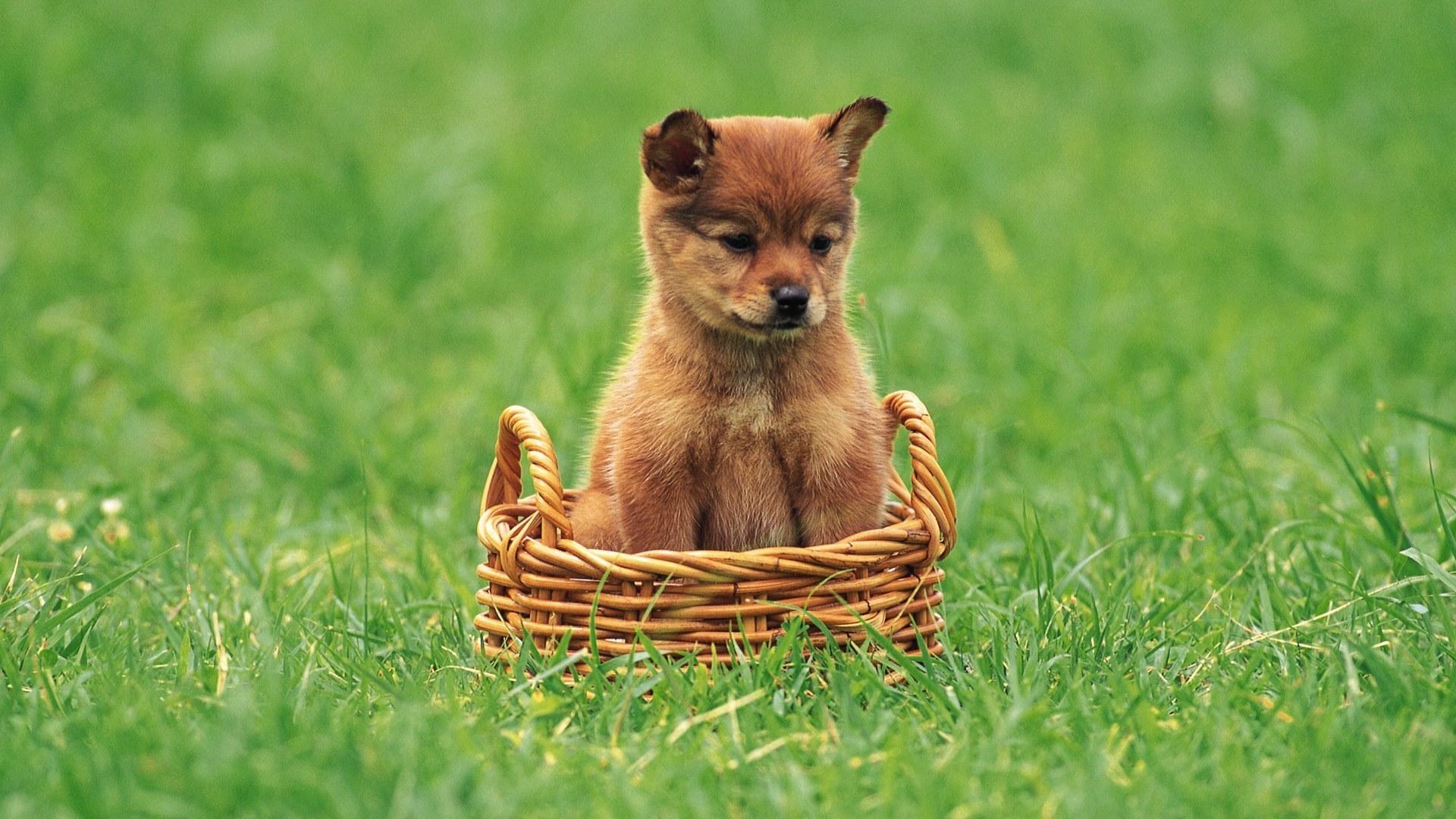 Animal Puppy HD Wallpaper | Background Image