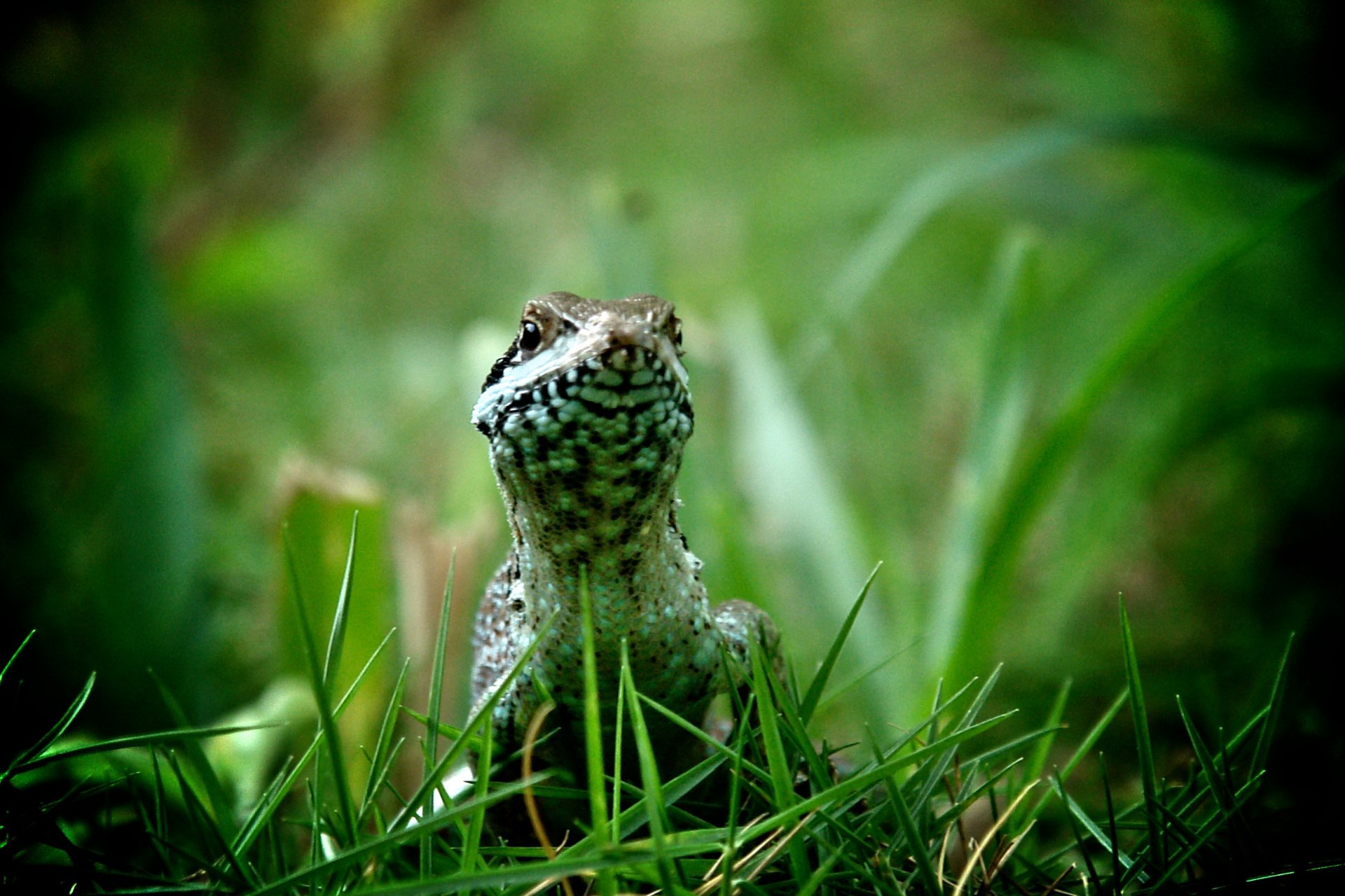 Download Animal Lizard 4k Ultra HD Wallpaper