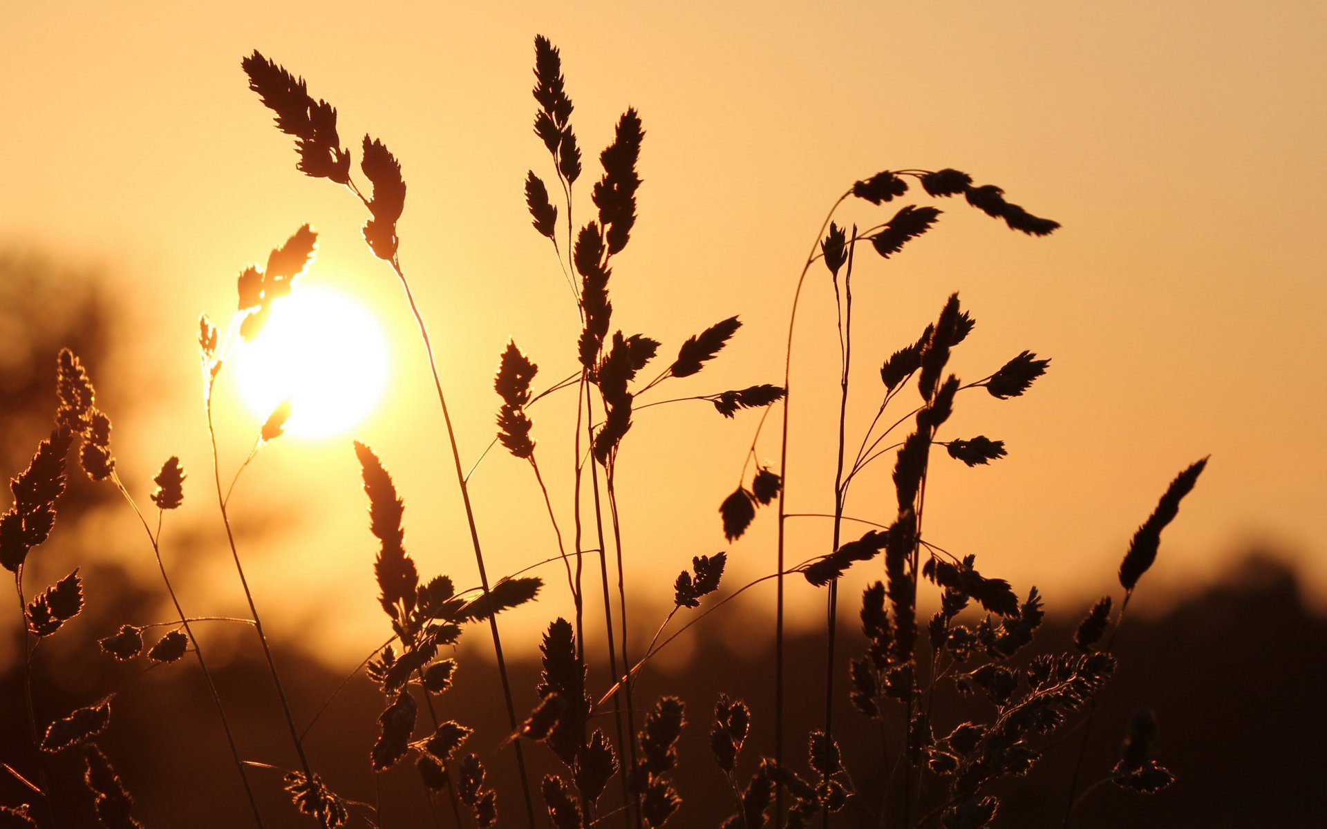 Download Nature Sunset HD Wallpaper